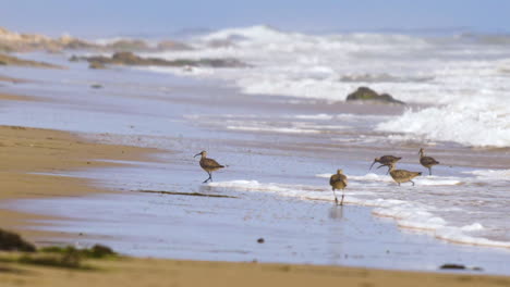 bandada de sandpiper corriendo a través de las olas comiendo y cazando