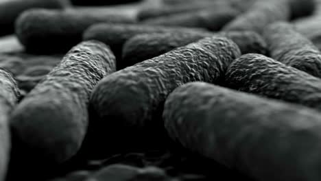 4k microscopic view of a bacteria colony.