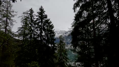 Die-Kamera-Schwenkt-Langsam-Nach-Links-Und-Zeigt-Neblige-Berge-Mit-Schneekappen-Hinter-Einigen-Dunklen-Immergrünen-Bäumen-In-Den-Schweizer-Alpen-Im-Frühling