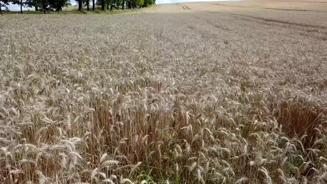 Toma-Aérea-Del-Campo-De-Centeno