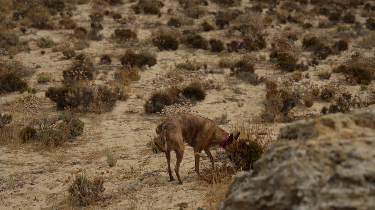 A graceful Whippet dog enjoying an outdoor moment, showcasing its sleek and energetic nature. Perfect for themes of pets, animals, and outdoor activities.
