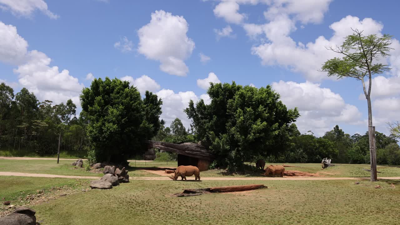 vacas y terneros pastando pacíficamente en un parque soleado