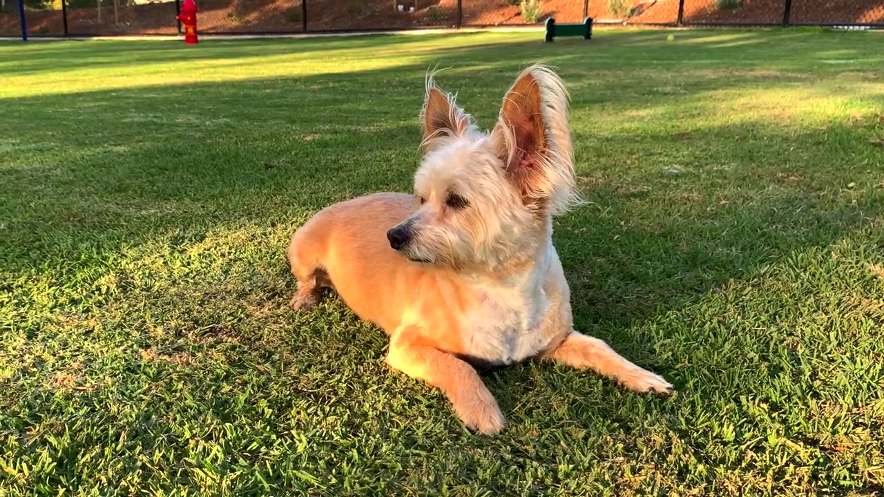 4k 60p, simpatico terrier sdraiato che si alza al parco per cani.