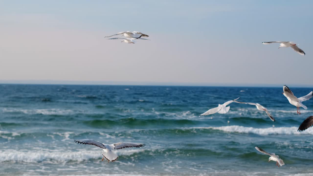 海の上を飛ぶカモメ