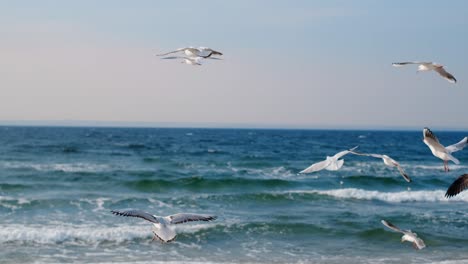 las gaviotas volando sobre el océano