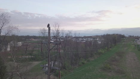 bird perched on telephone pole power lines.