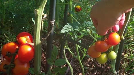 Recogiendo-Tomates-Cherry-Orgánicos-Cultivados-En-Casa-Maduros-Del-Jardín-De-La-Cocina