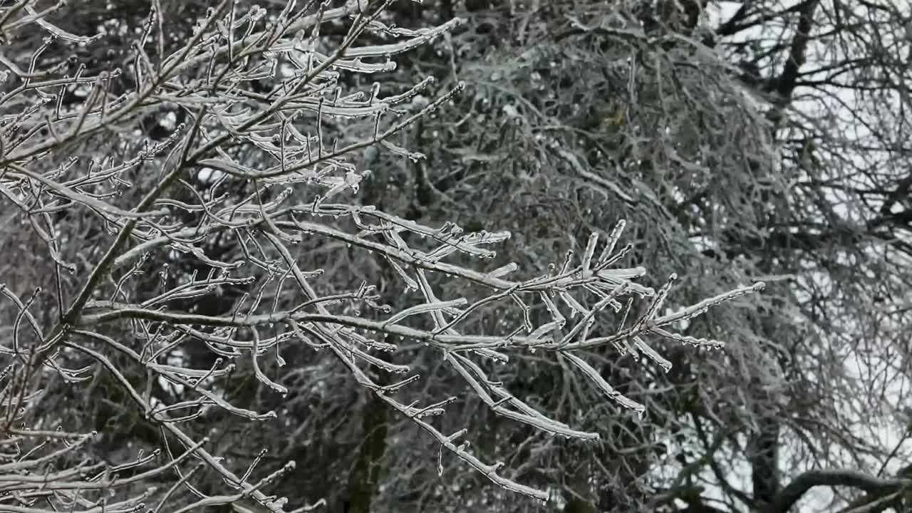 A slow motion steady view of branches covered in ice from freezing rain of a winter storm