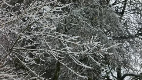 a slow motion steady view of branches covered in ice from freezing rain of a winter storm