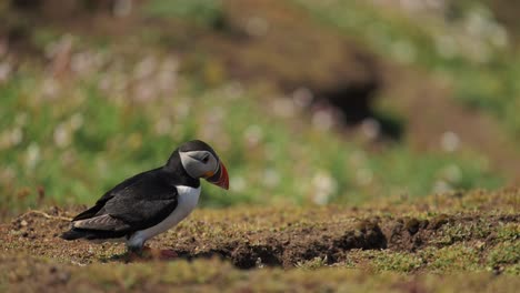 slow motion puffin jumping on ground on skomer island, uk birds animal behavior of atlantic puffins