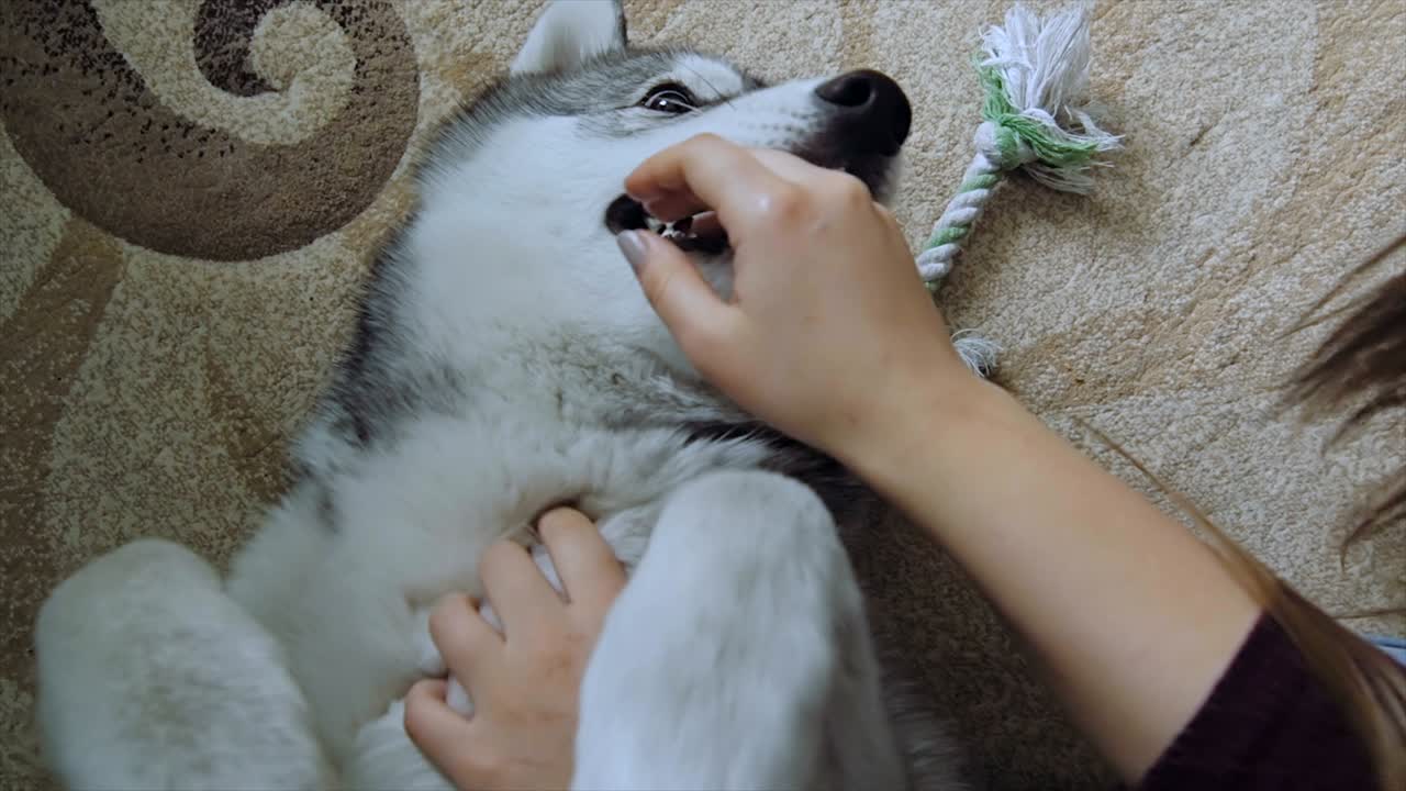 한 소녀가 개와 놀고 있다.