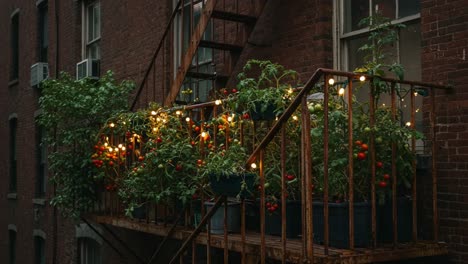 a serene urban oasis: lush tomato plants adorn a rustic fire escape with twinkling lights during the evening, creating a cozy atmosphere in the city