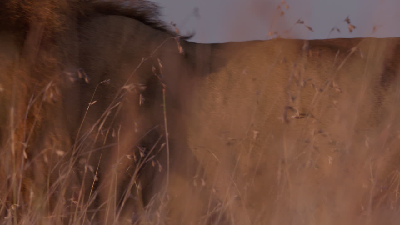 Close up pan shot of a male lion's head walking between grass