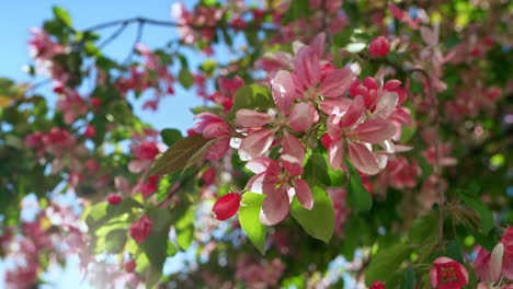Pink cherry blossoming against blue cloudless sky among vivid green leafs.