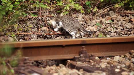 Verlassenes-Kätzchen-Sucht-In-Der-Nähe-Der-Eisenbahn-Nach-Futter