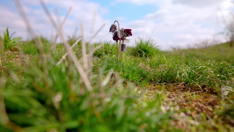 Pulsatilla-Vulgaris-In-Rural-Field---Wide-Shot