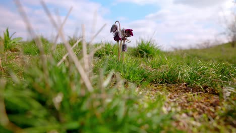 pulsatilla vulgaris en el campo rural - toma amplia