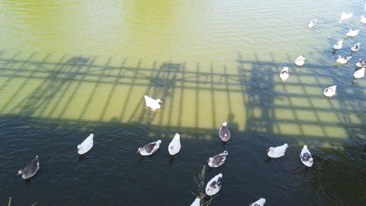 アルゼンチン、ブエノスアイレスの都市公園の情景。湖の水面に浮かぶアヒル、シルエットで歩く人々、日差し、そして動物たちのパノラマ風景。