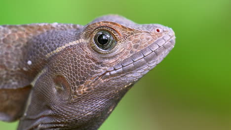 macro close up profile portrait of narrow focus brown basilisk lizard