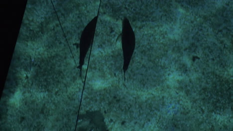 Sea-animal-swimming-under-glass-floor-in-oceanarium