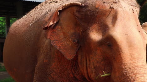 Elefant-Blickt-In-Zeitlupe-Direkt-In-Die-Kamera