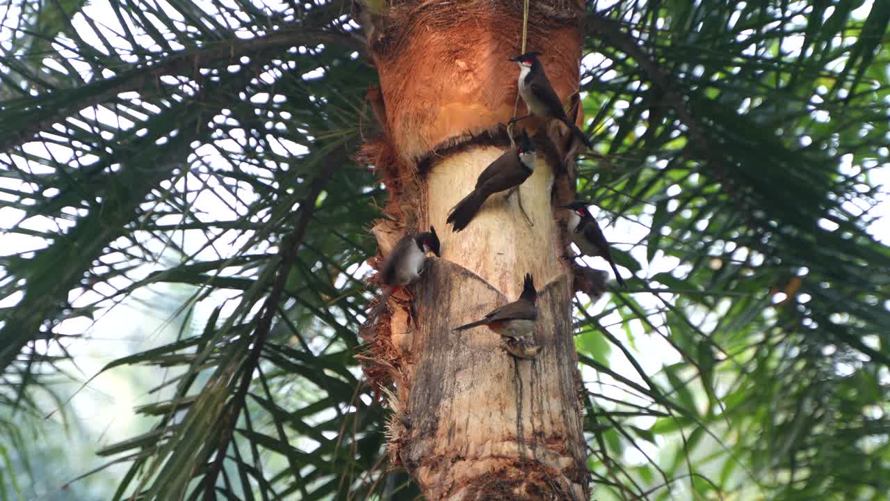 Birds are drinking date sap from a date palm tree.