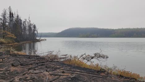 dead trees were destroyed by a forest fire beside the lake