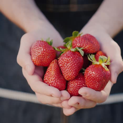 ripe juicy strawberries in the hands of a farmer