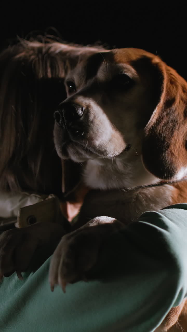 흰색 옷을 입은 여성과 비글의 옆모습, 부드러운 림 라이트가 얼굴선과 강아지 주둥이를 강조하고, 생각에 잠긴 표정, 믿음직스러운 눈빛, 봉사 트레이너의 제스처, 저녁 케어 루틴, 영화 같은 클로즈업