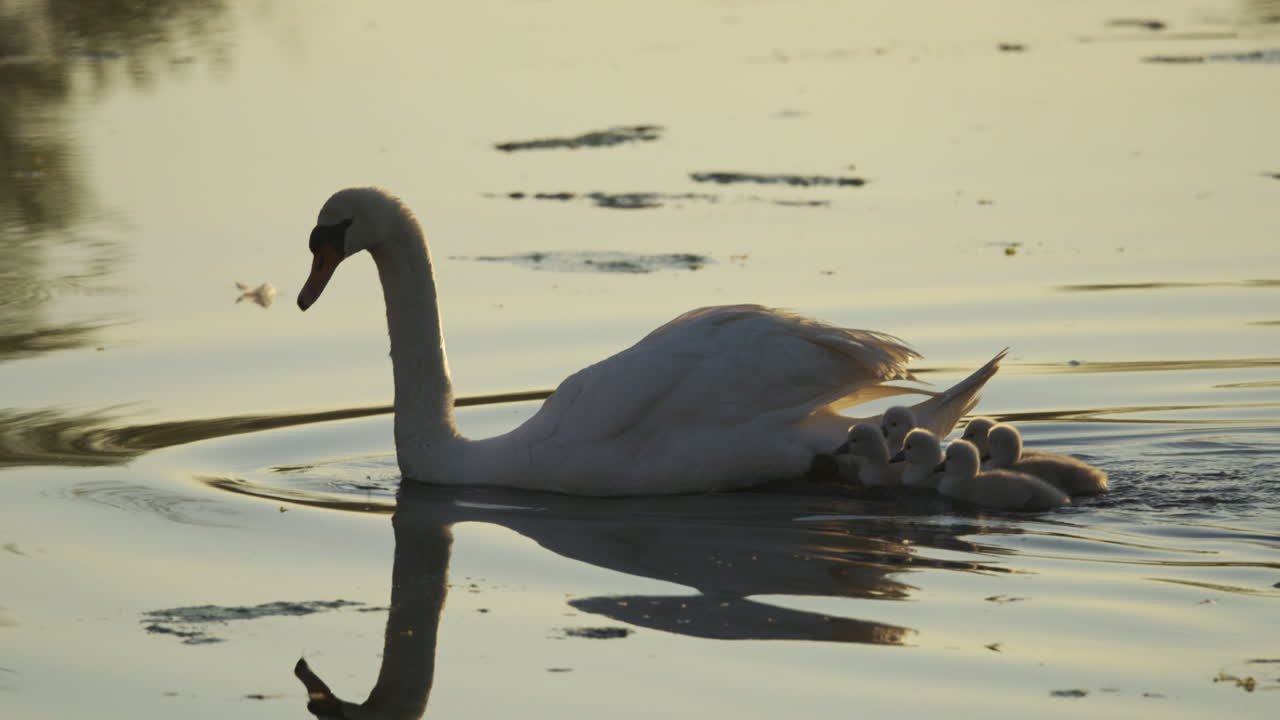 In the stillness of dawn, a group of cygnets swims with their mom for the very first time.
