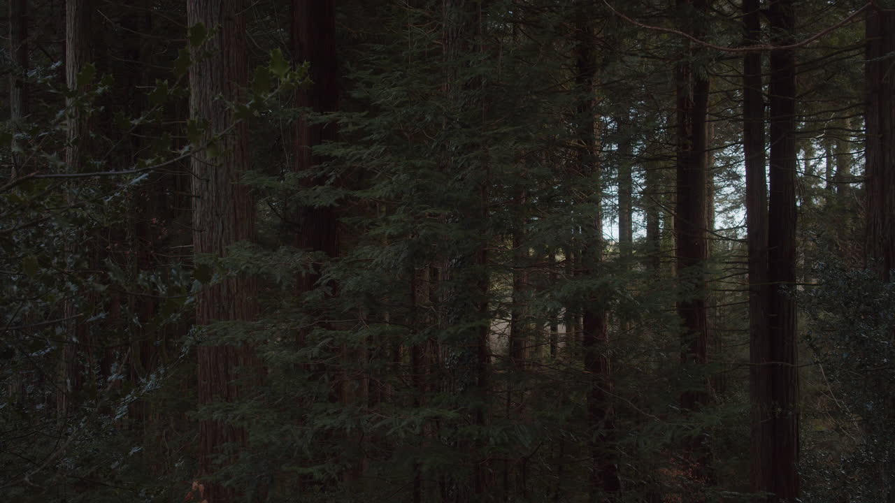Swaying Foliage Of Pine Trees On Dark Forest At Dusk