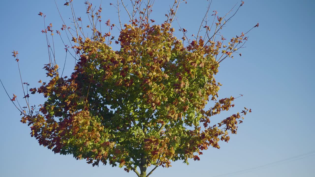 Leaves on a tree changing colour and blowing in the wind on a sunny day in slow motion