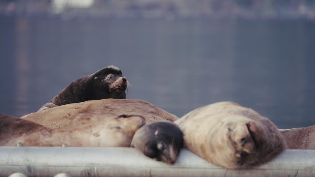 Sea lions rest on a breakwater in autumn, nature gathering scene