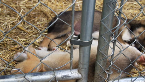 cachorros dormidos detrás de una cerca de metal