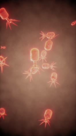 bacteriophages: microscopic viruses infecting bacteria