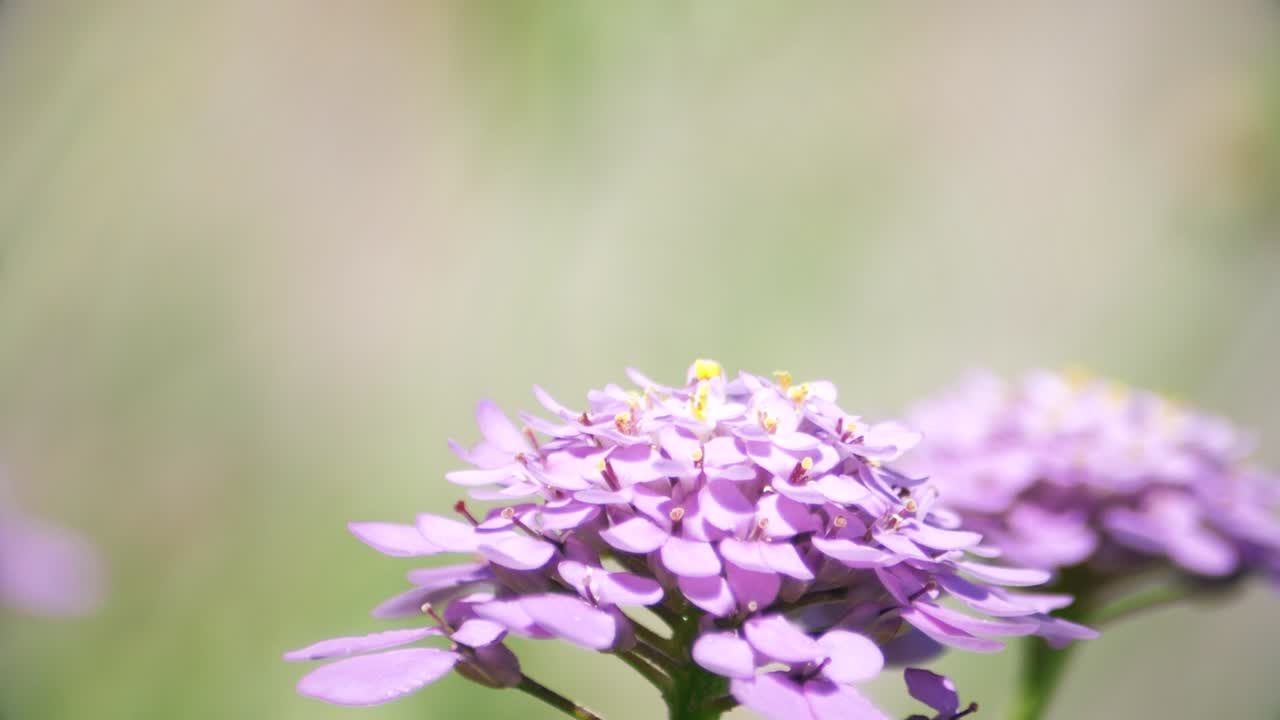 A painted lady butterfly viewed from the side before it flies off after tapping its proboscis on the flowers beneath it