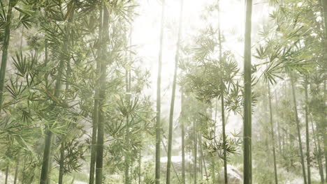 tranquil foggy bamboo forest