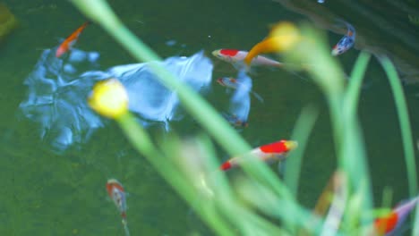 colourful goldfish swimming in pond 5