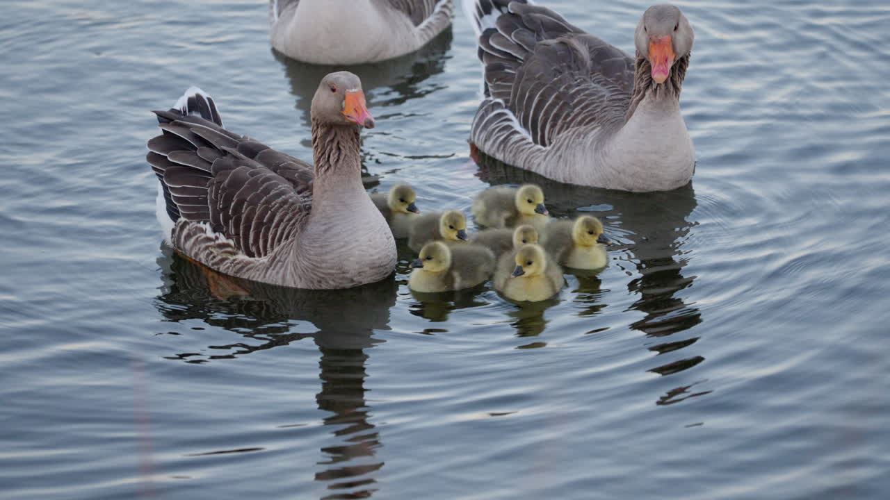 Slow motion footage of adult geese with baby geese on pond in springtime