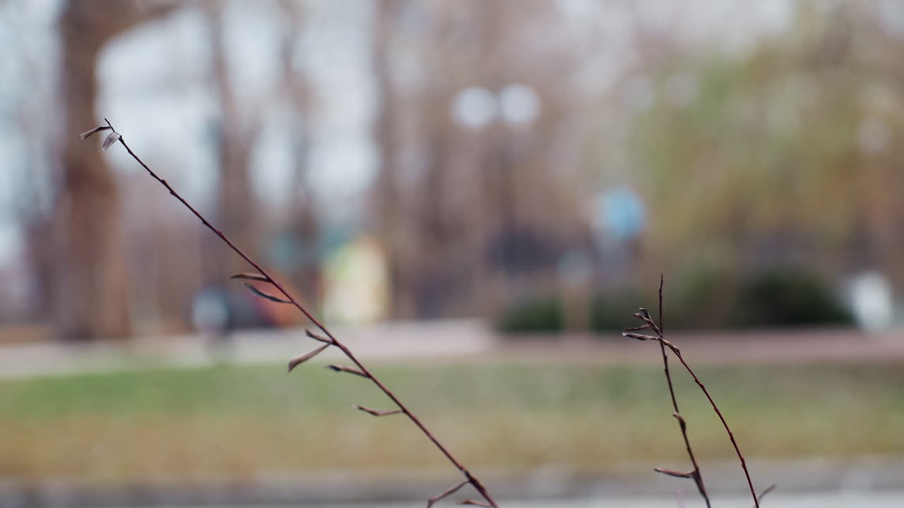 Close up of dry twigs with sparse leaves in sharp focus against soft focus background of public park featuring blurry trees, grassy field, and faint shapes of people and lampposts in distance
