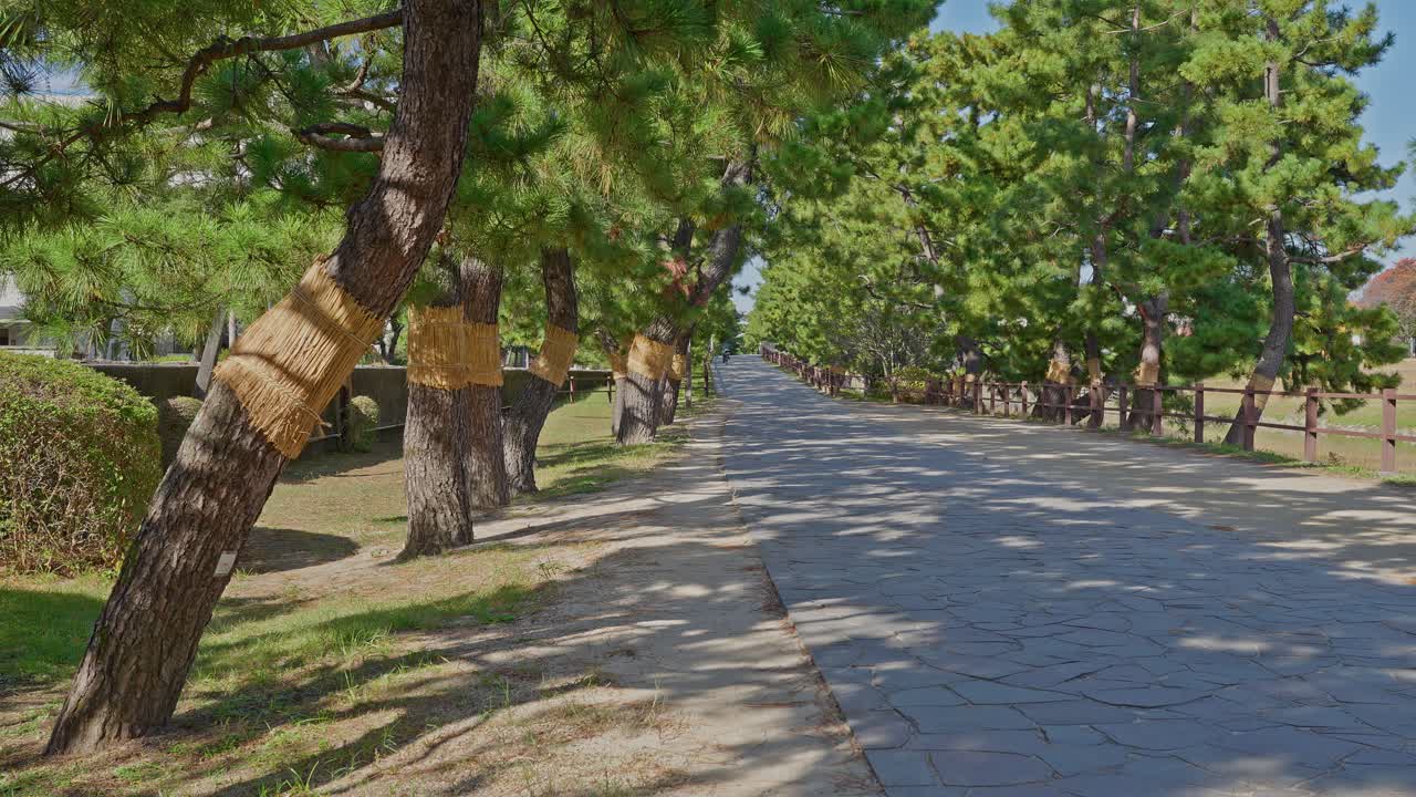 Vista lateral baja del sendero de Sōka Matsubara pavimentado con piedra, bordeado de hierba y pinos envueltos en paja en un día soleado
