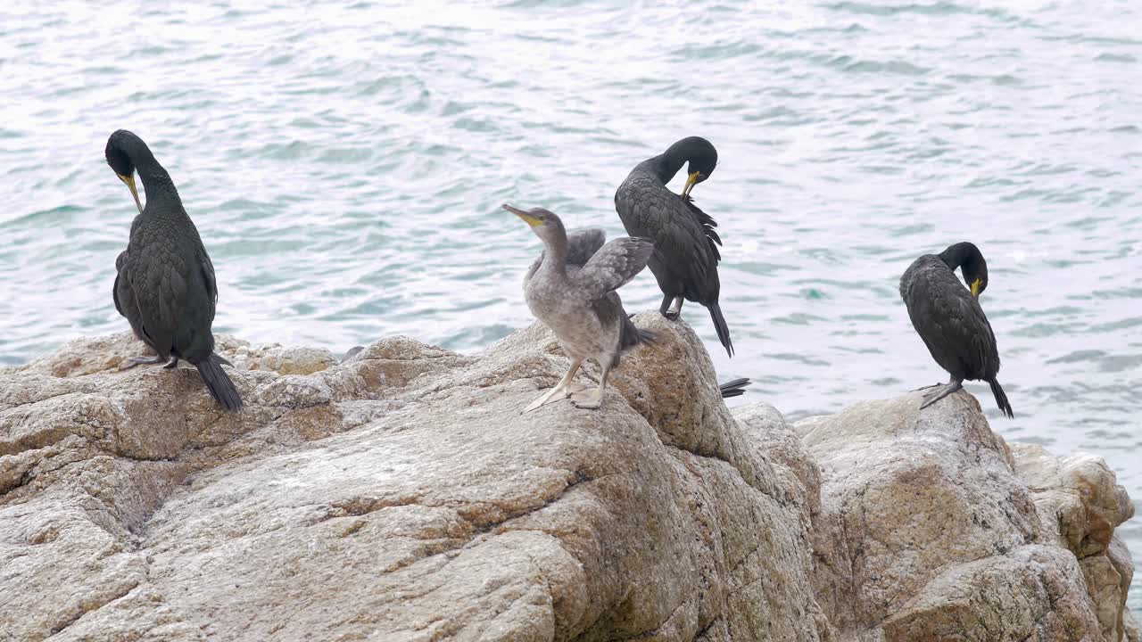 Group of cormorants preening and resting on coastal rocks by the sea