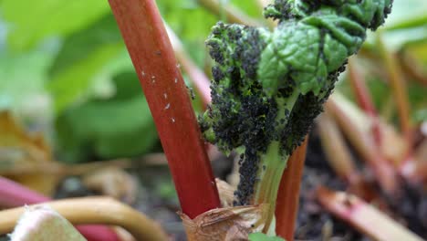 Close-up-of-Aphids-attack-leaves-of-rhubarb,-pest-in-garden