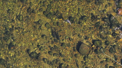 Hermosa-Vista-De-Arriba-Hacia-Abajo-De-Un-Salmón-Atlántico-Que-Rechaza-La-Mosca-De-Un-Pescador-Con-Mosca