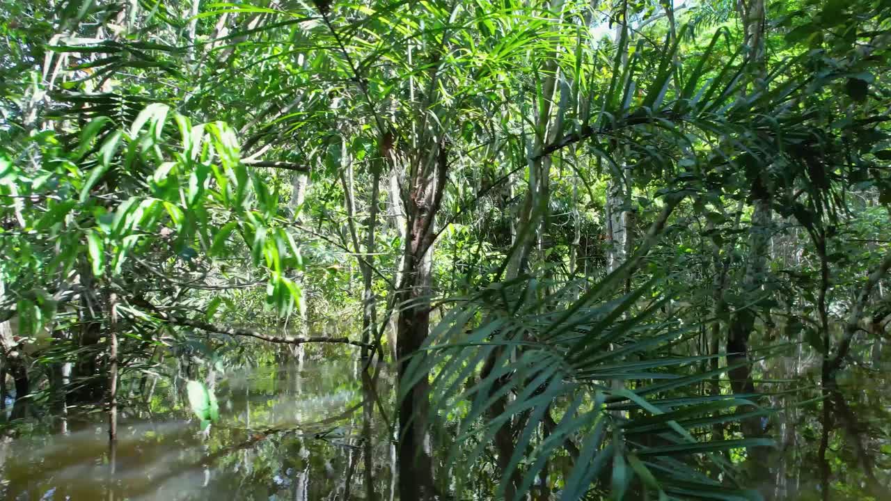 ecosistema amazónico en la selva amazónica