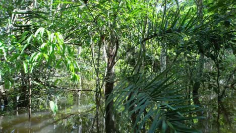 amazon ecosystem at amazon rainforest