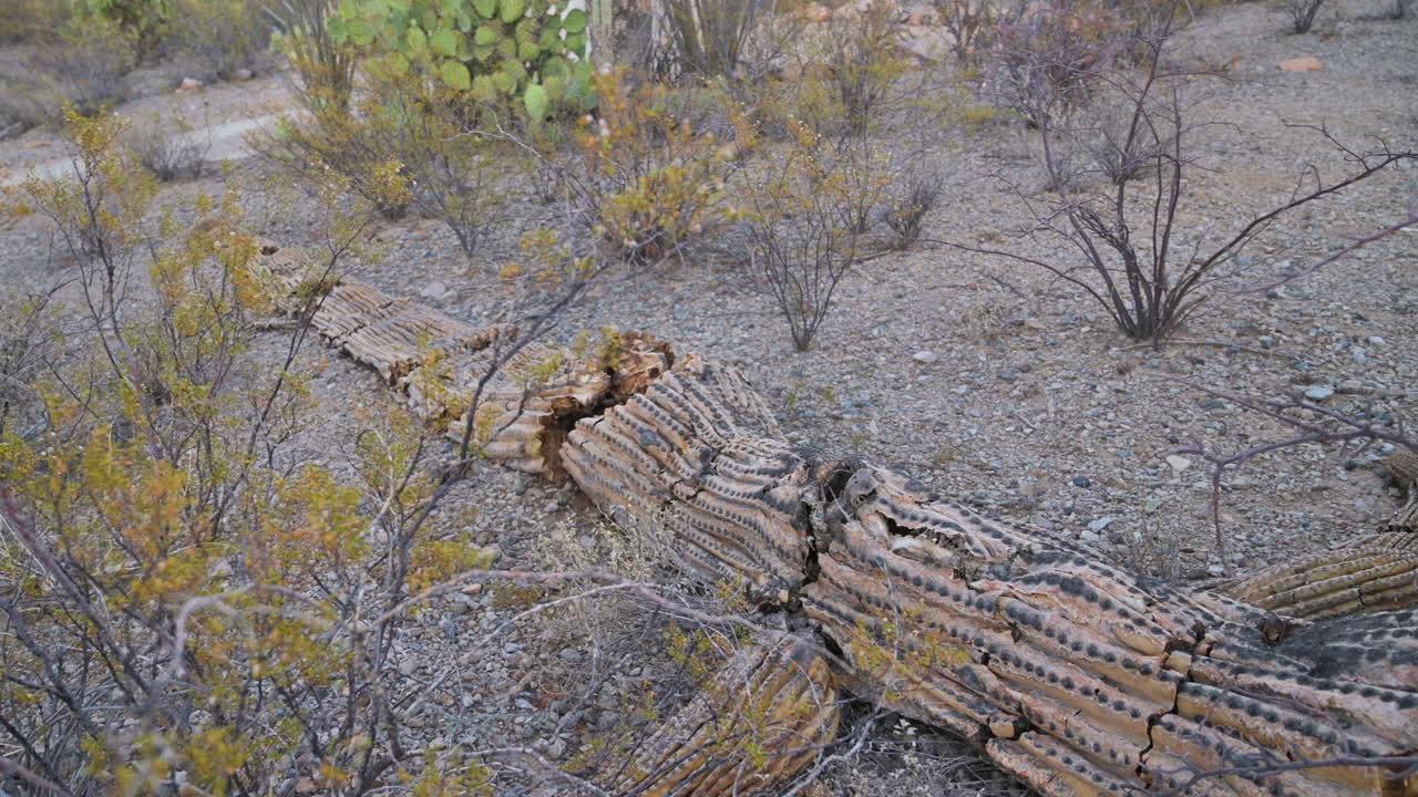 애리조나 사막 땅에 죽은 썩은 saguaro 선인장