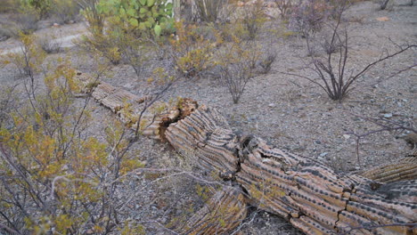 dead rotting saguaro cactus on the desert ground in arizona