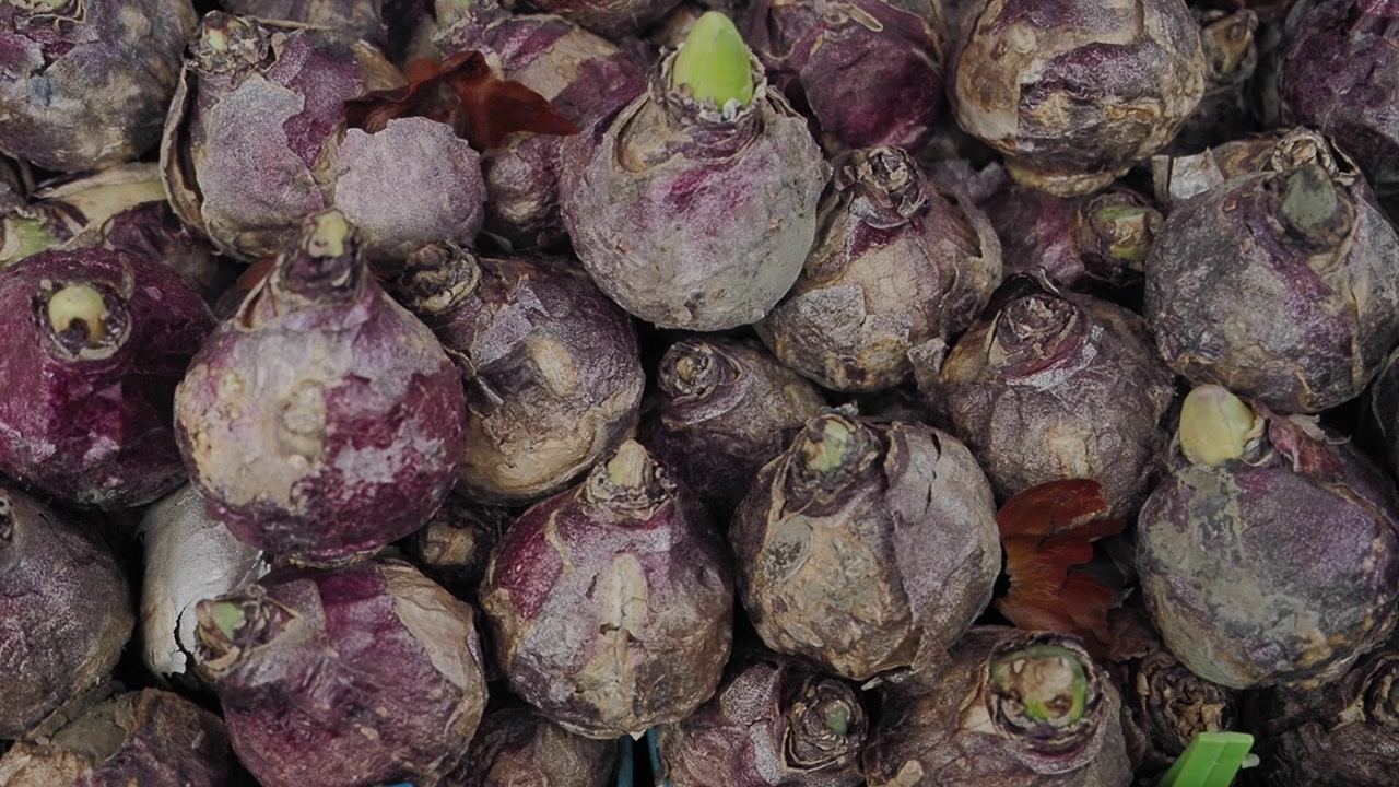 Close-Up of Hyacinth Flower Bulbs with Green Sprouts