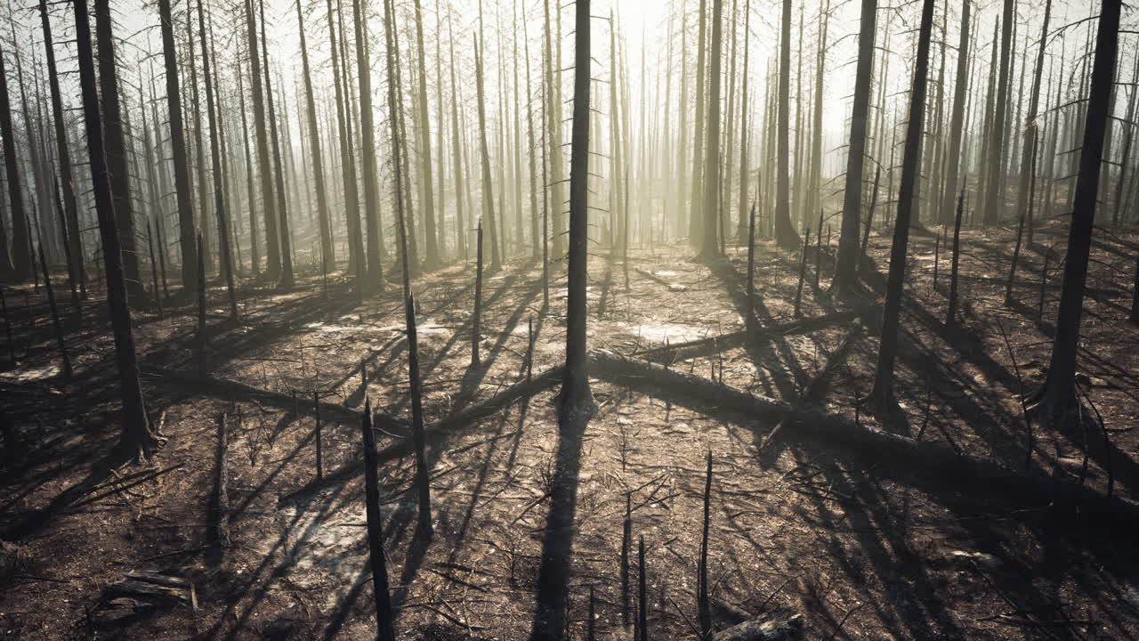 Tuhoutunut metsä paljastaa palaneita puita ja aavemaisia varjoja äskettäisestä tulipalosta.